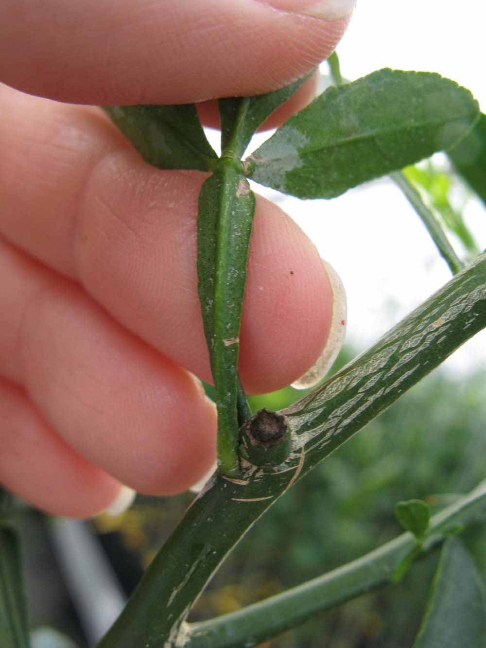              Petiole (Phillip Rucks Citrus Nursery, Frostproof, FL)       
